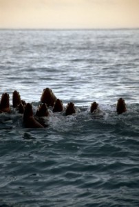 Sea Lion Family out for swim EMAIL size Seals in Alaska