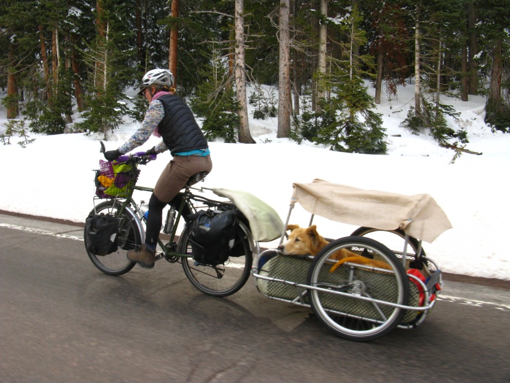 Dog bike trailer